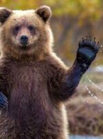 نجات یک قلاده توله خرس در رودبار و رهایی در طبیعت