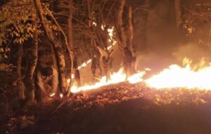 جنگل های رودبار دوباره طعمه آتش شدند