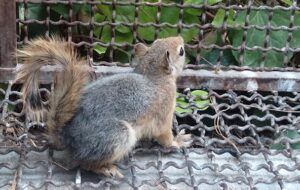 قاچاقچی ۳۷ بطانه سنجاب در بویراحمد در چنگال قانون/ یکی از سنجاب‌ها تلف شد