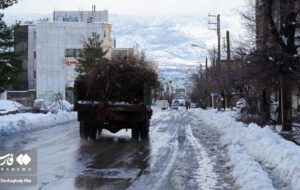 معجزه برف 17 سانتی‌متری در یاسوج!/چرا کمر درختان خیلی آسان شکست؟