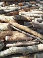 کشف ۲ تن چوب بلوط قاچاق در شهرستان فلارد/ متخلفان 300 میلیون تومان جریمه می‌شوند