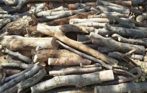 کشف ۲ تن چوب بلوط قاچاق در شهرستان فلارد/ متخلفان 300 میلیون تومان جریمه می‌شوند