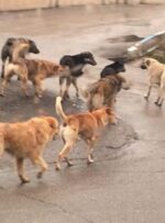 خبرخوب| پی‌گیری فارس جواب داد/سگ‌های ولگرد از شهر توریستی سی‌سخت می‌روند+فیلم