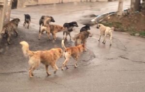 خبرخوب| پی‌گیری فارس جواب داد/سگ‌های ولگرد از شهر توریستی سی‌سخت می‌روند+فیلم