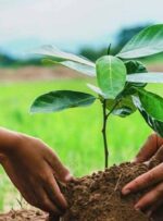 طرح‌های درختکاری امسال در «منظریه» متمرکز شود