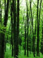 فجر۴۴| مدیریت پایدار جایگزین طرح تنفس در جنگل‌های هیرکانی
