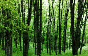 فجر۴۴| مدیریت پایدار جایگزین طرح تنفس در جنگل‌های هیرکانی