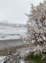 زورآزمایی زمستان و بهار در کرمانشاه چهار فصل/ میعاد برف و شکوفه+ فیلم