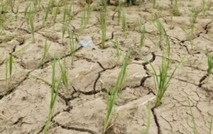 ممنوعیت کشت برنج تحت پوشش چاه‌های کشاورزی در کهگیلویه