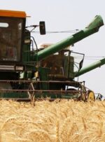 پیش‌بینی افزایش ۳۰ درصدی تولید و خرید گندم در باشت