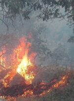 کاهش ۹۰ درصدی آتش‌سوزی‌ در جنگل‌ها/ 660 هکتار از مراتع کهگیلویه و بویراحمد بحرانی تشخیص داده شد