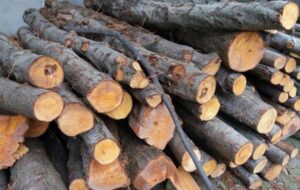 کشف ۱۵ تن چوب قاچاق در گچساران