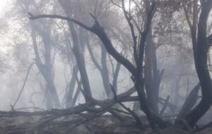 آتش‌سوزی مراتع و جنگل‌ها در ایام تعطیل بیشتر بوده، مردم مراقب باشند