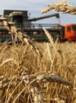 تولید ۲۲ هزار تن گندم در «باشت» کهگیلویه و بویراحمد