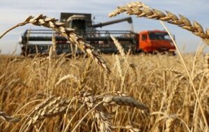 تولید ۲۲ هزار تن گندم در «باشت» کهگیلویه و بویراحمد