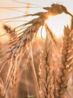 خرید تضمینی ۶۳ هزار تن گندم از کشاورزان در کهگیلویه و بویراحمد