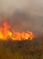 مهار کامل آتش‌سوزی جنگل چال‌بنی دارشاهی