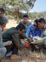 کشف 3 بهله پرنده در معرض خطر انقراض در کهگیلویه و بویراحمد
