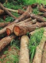 دستگیری متخلفان قطع درختان جنگلی دست کاشت و کشف۱۸۰۰ کیلوگرم چوب قاچاق در گچساران