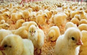 رشد ۱۲۰ درصدی جوجه‌ریزی مرغ در کهگیلویه و بویراحمد