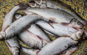 گردش مالی بیش از ۳هزار میلیاردی صنعت پرورش ماهیان سردآبی در کهگیلویه و بویراحمد