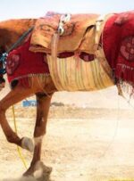 شناسنامه‌دار شدن ۵۸۲ راس اسب ترکمن خراسان‌‌شمالی در دست اجراست
