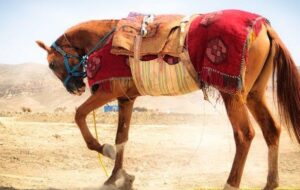 شناسنامه‌دار شدن ۵۸۲ راس اسب ترکمن خراسان‌‌شمالی در دست اجراست