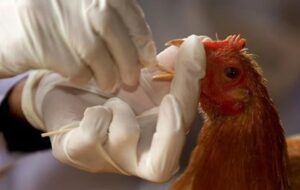 فصل سرما و خطر آنفلوآنزای فوق حاد پرندگان در کهگیلویه وبویراحمد