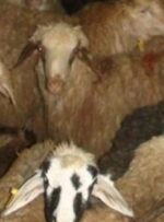 کشف گوسفند قاچاق در محور یاسوج-بابامیدان