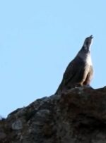 یک روز زیبا در دنا+فیلم