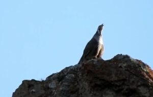 یک روز زیبا در دنا+فیلم یک روز زیبا در دنا+فیلم