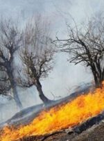 امسال ۲۵۰ هکتار جنگل و علفزار  گچساران دچار آتش‌سوزی شد