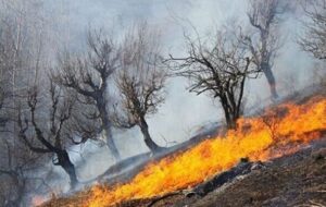 امسال ۲۵۰ هکتار جنگل و علفزار  گچساران دچار آتش‌سوزی شد