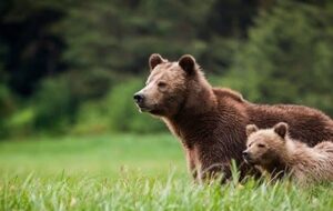جولان خرس‌ها در ارتفاعات بویراحمد+فیلم