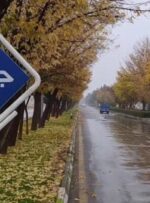 درخت کُشی شهرداری قوچان به بهانه اصلاح هندسی خیابان‌ها