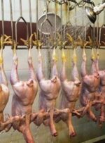 پاسخگوی قیمت متلاطم مرغ در باشت کیست؟