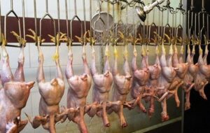 پاسخگوی قیمت متلاطم مرغ در باشت کیست؟