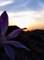 رؤیای گل «بیمنت بارون» در گچساران+ تصاویر رؤیای گل «بیمنت بارون» در گچساران+ تصاویر