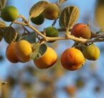 فصل برداشت «رملک» در گچساران+ تصاویر