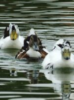 یک روز پاییزی در «پارک لاله» گچساران یک روز پاییزی در «پارک لاله» گچساران