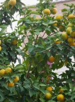 میوه ای ضد سرطان که «قند خون» را کاهش می دهد+ تصاویر