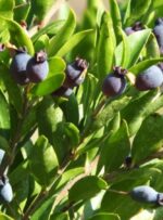 گیاهی در کهگیلویه‌وبویراحمد که نماد عشق ماندگار است+ تصاویر