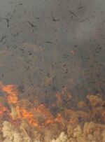 آتشسوزی سنگین «نیزارها» در گچساران+ تصاویر آتشسوزی سنگین «نیزارها» در گچساران+ تصاویر