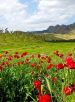 خودنمایی طبیعت در بام نفت ایران