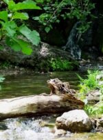 رود رونه، بهشت زیبای جنوب ایران+ تصاویر