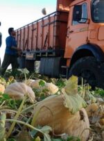 روزهای خوش کشاورزان در «دشت لیشتر» گچساران+ تصاویر