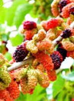 شاه‌توت‌های «شفابخش» در گچساران