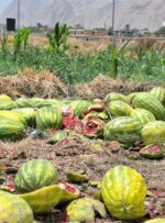 درخواست عاجزانه کشاورزان گچسارانی از کامیونداران درخواست عاجزانه کشاورزان گچسارانی از کامیونداران
