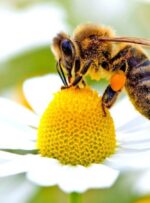 کلیپی زیبا از شهدگیری «زنبورعسل» در گچساران کلیپی زیبا از شهدگیری «زنبورعسل» در گچساران