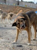 بحران «بی‌صاحب‌ها» در خیابان‌های گچساران+ تصاویر